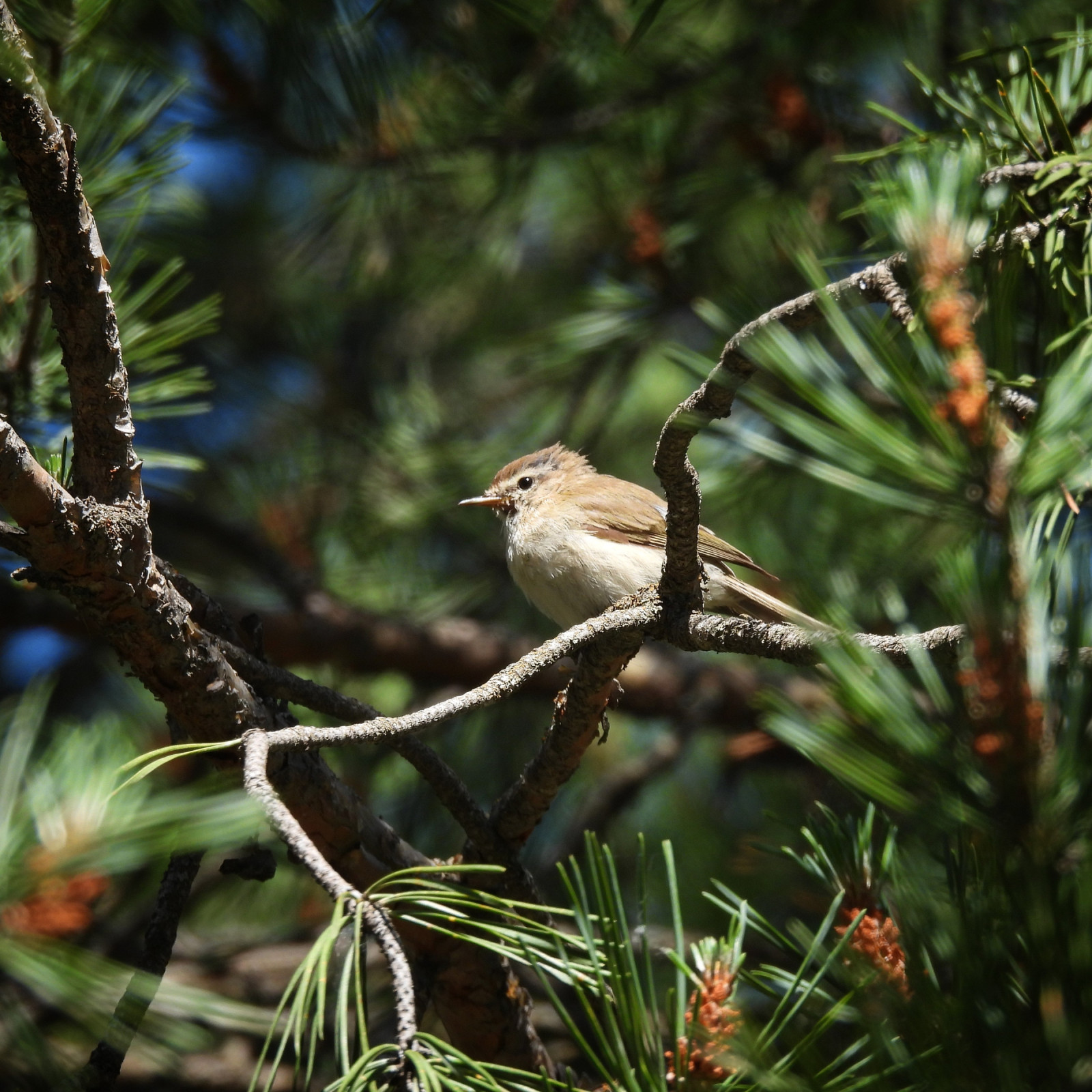 image Mountain Chiffchaff